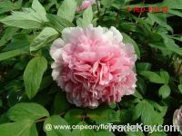 Sell Chinese double pink tree peony( paeonia suffruticosa)