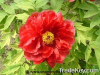 Sell Japanese red tree peony