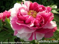 Sell Japanese double color tree peony