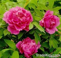 Sell traditional Chinese double purple tree peonies