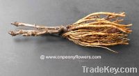 Sell Chinese bare roots of tree peonies ( paeonia suffruticosa)