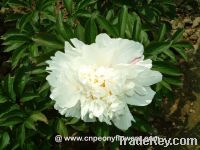 Sell Chinese herbaceous peonies (paeonia lactiflora)