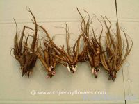 Sell Chinese herbaceous peonies roots_good medicinal material