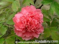 Sell Chinese traditional crown-shape tree peonies