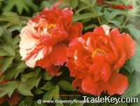 Sell plants flowers online_chinese tree peony