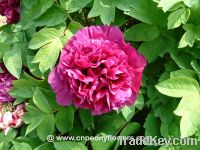 Sell where to buy peony flowers