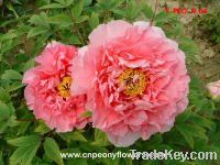 Sell chinese tree peony roots for sale