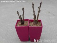 Sell potted grafted Chinese tree peonies