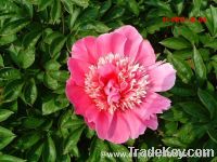 Sell Chinese multi-color peony