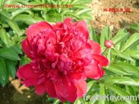 Sell Chinese peony plant