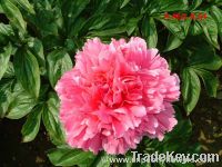 Sell Chinese paeonia lactiflora( peony)