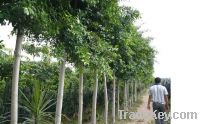 Sell ficus microcarpa ( Chinese banyan tree)