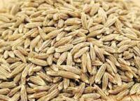 Sell Cumin Seeds