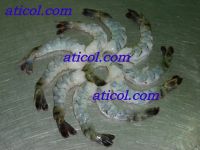 FROZEN SHRIMP COOKED OR RAW, BLOCK OR IQF