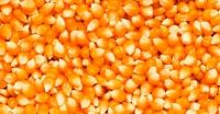 Sell sweet yellow corn