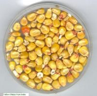  Maize | Maize Exporter | Corn Grain Seller | Maize Buyer | Bulk Maize Grain Importer | Corn bean Buyer | Corn bean Wholesaler | Corn Grain Manufacturer | Best Quality Corn Grain | Cheap Maize Supplier | Low Price Corn | Yellow Corn | White Cron | Baby Ma