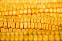  Maize | Maize Exporter | Corn Grain Seller | Maize Buyer | Bulk Maize Grain Importer | Corn bean Buyer | Corn bean Wholesaler | Corn Grain Manufacturer | Best Quality Corn Grain | Cheap Maize Supplier | Low Price Corn | Yellow Corn | White Cron | Baby Ma