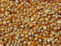  Maize | Maize Exporter | Corn Grain Seller | Maize Buyer | Bulk Maize Grain Importer | Corn bean Buyer | Corn bean Wholesaler | Corn Grain Manufacturer | Best Quality Corn Grain | Cheap Maize Supplier | Low Price Corn | Yellow Corn | White Cron | Baby Ma