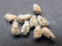 Cotton Seeds