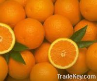 Fresh Oranges