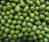 Green Mung Beans Size: 3.8mm 3.6mm