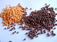 Black Mustard Seed, Yellow Mustard Seed