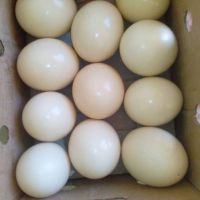 OSTRICH EGGS / CHICKEN EGGS