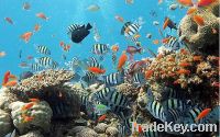 Sell marine tropical live fish