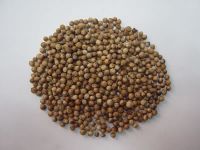 Coriander Seed