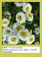 Chrysanthemum