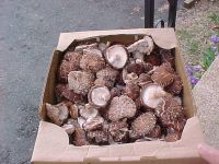 Sell Shiitake Mushroom