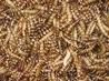 Sell dried supermealworm