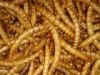 sell dried mealworms