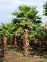 export all kind of palm trees & fruits