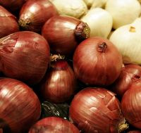 Sell Fesh Onions