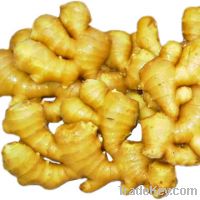Sell fresh and air dry ginger