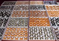 Sell Butterfly specimens/World Expo 2010 vendor