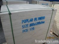 Poplar Packing Plywood