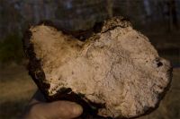 remarkable White truffle !
