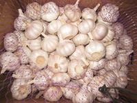 Sell China Garlic