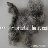Sell curled horse hair for sofa