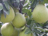 Sell honey pomelo