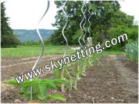 Sell Tomato Spiral Plant