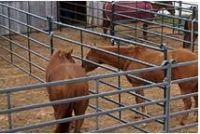 Sell Horse Fence