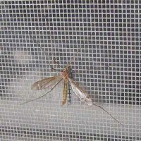 Sell fiberglass mosquito netting