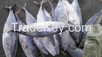 Stripe Bonito fish and sarda orientalis