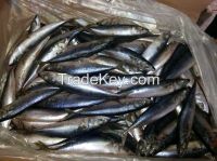 frozen prices mackerel fish pacific mackerel