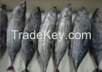 Sell frozen skipjack tuna fish