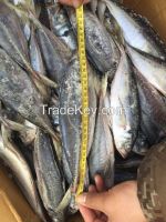 Sell frozen horse mackerel fish 200-300 gram
