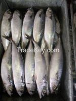 Sell pacific mackerel fish